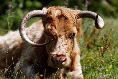 Close-up of highland cattle relaxing on grassy field