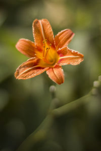 Close-up of orange flower blooming outdoors