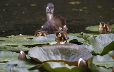 Ducks in a lake