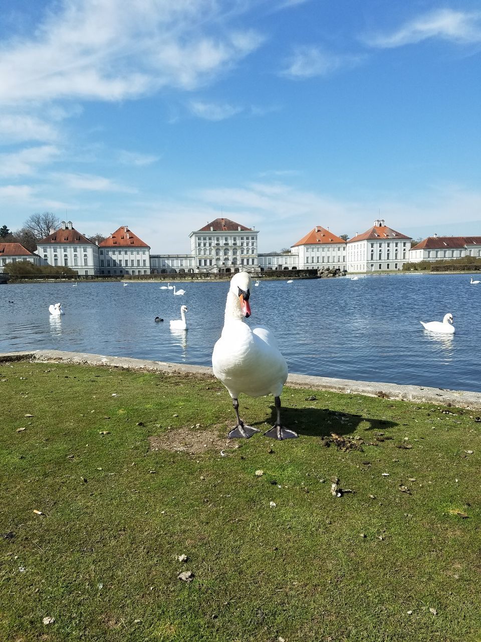 SEAGULL PERCHING ON THE LAKE