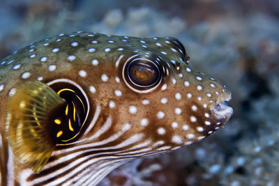 Close-up of fish swimming in sea