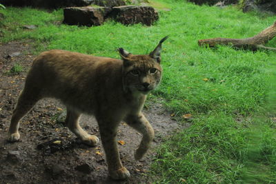 Portrait of cat on field