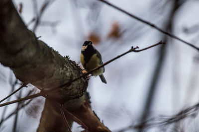 Close-up of bird perching on branch