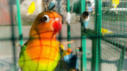 Close-up of parrot in cage