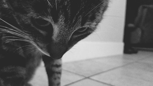 Close-up portrait of cat