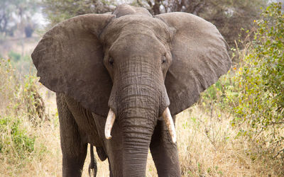 View of elephant in forest