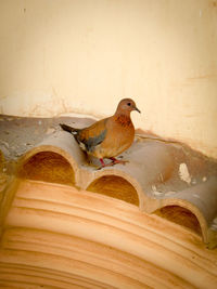 Bird perching on wall