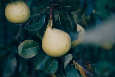 Close-up of fruits growing on tree