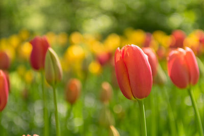 Close-up of red tulip flowers on field