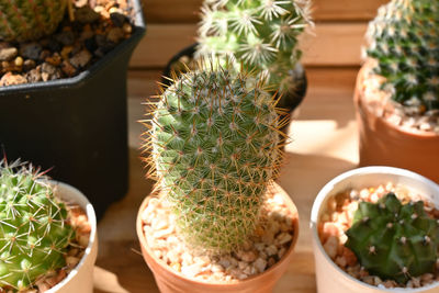 High angle view of potted plants on table