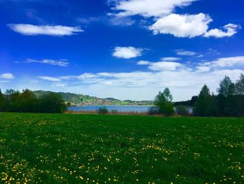 Scenic view of grassy field against sky