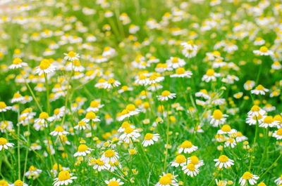 Field of chamomile close-up. beautiful meadow on a sunny day. summer flowers. natural wallpaper.