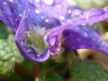 Close-up of wet purple flower