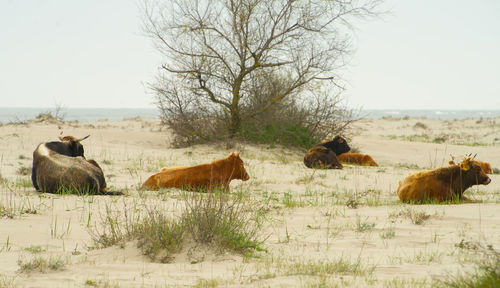 Cows returned from grazing stand on the beach in danube delta romania