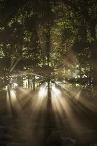 Sunlight streaming through trees in forest