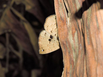 Close-up of lizard