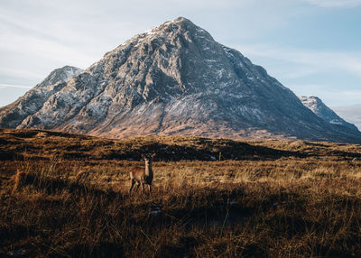 Deer standing on field against mountain