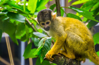 Close-up of monkey on tree