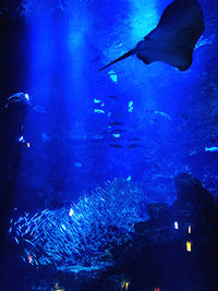 Fish swimming in sea