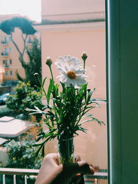 Cropped hand of person holding vase with white daisies at window