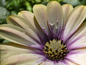 Close-up of wet flower blooming in garden