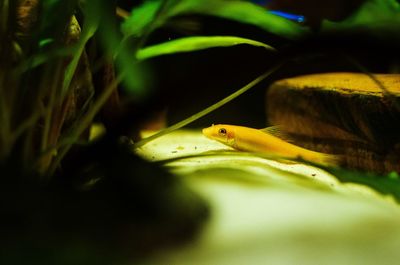 Close-up of a turtle on leaf