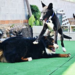 Two dogs playing