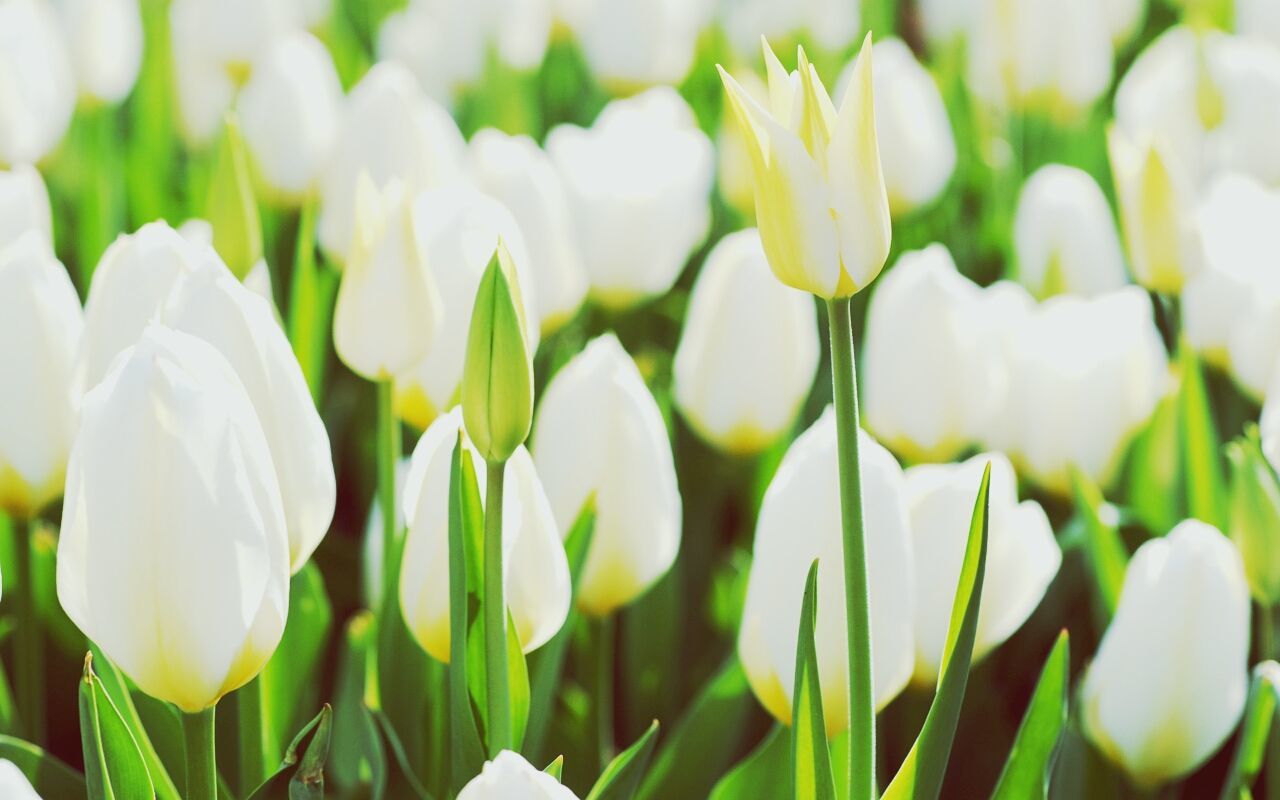 flower, petal, freshness, growth, fragility, flower head, white color, beauty in nature, focus on foreground, plant, close-up, nature, blooming, leaf, selective focus, in bloom, green color, day, stem, outdoors