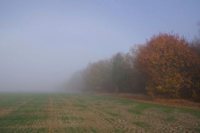 Trees on field against sky during foggy weather