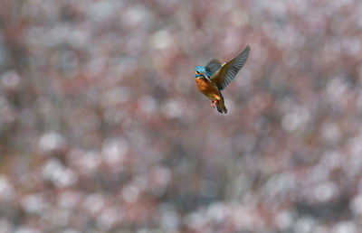 Close-up of bird flying against blurred background