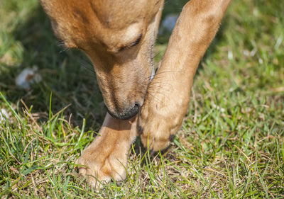 Close-up of dog on field