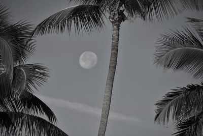 Low angle view of coconut palm tree against sky