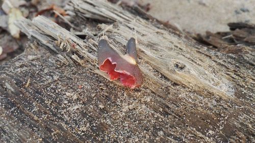 High angle view of red crab