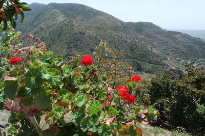 Close-up of red flowers growing in farm