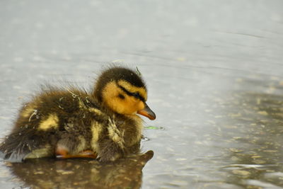 View of a bird in a lake