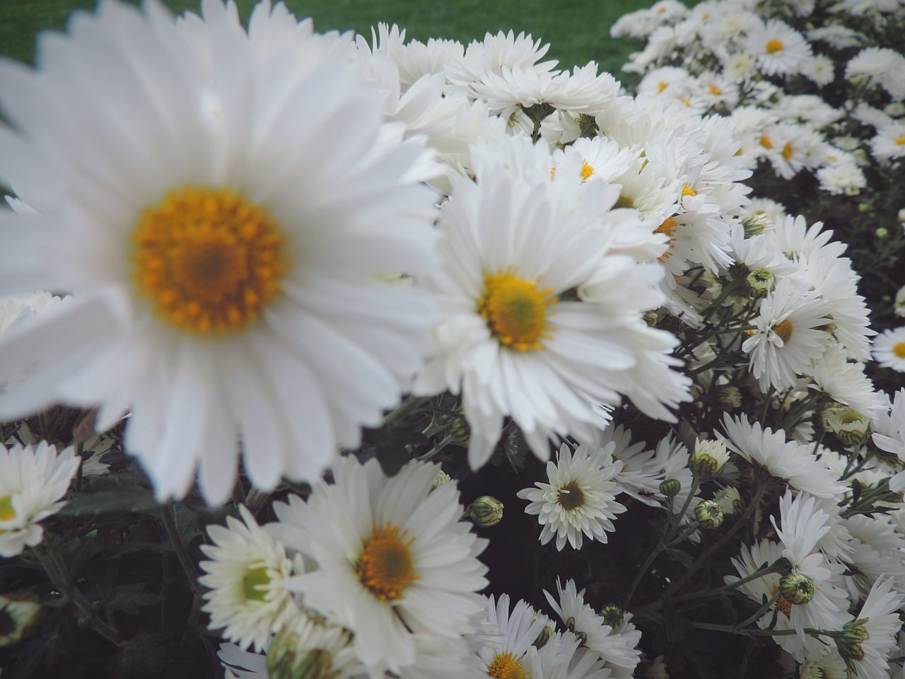 flower, fragility, freshness, flower head, petal, white color, beauty in nature, daisy, close-up, growth, nature, plant, pollen, day, daisies, blooming, in bloom, springtime, growing, full frame, botany, blossom, bloom, no people