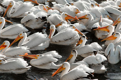 High angle view of fishes swimming in lake