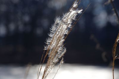 Close-up of stalks against blurred background