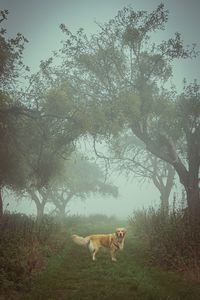 View of a dog on field in forest