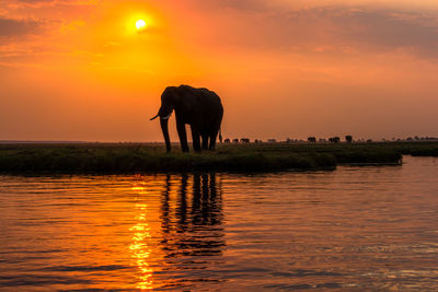 Silhouette of elephant in lake against sunset sky