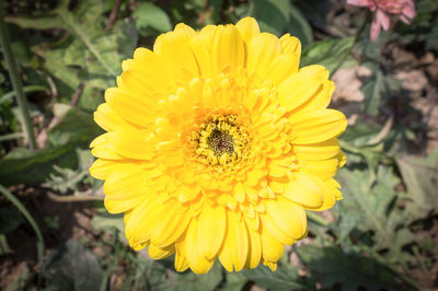 Close-up of yellow flower