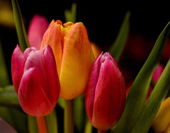 Close-up of pink flowers blooming outdoors