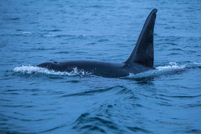 Whale in sea against blue sky