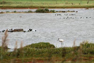 View of birds at lakeshore