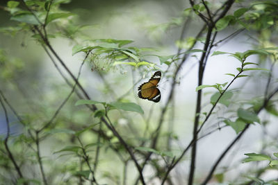 Close-up of butterfly on leaf