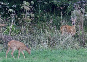 Deer in a field