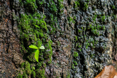 Close-up of moss growing on tree trunk