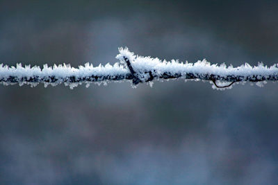 Close-up of snow covered plants against sky