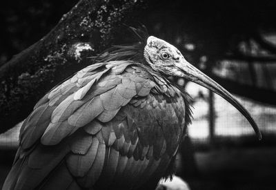 Close-up of bird perching outdoors