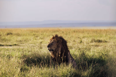 animal